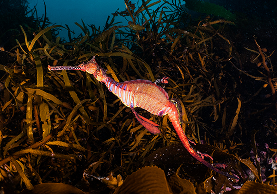A seadragon and seaweed