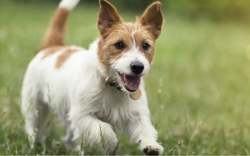 dog
