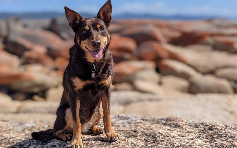 Cocoa the dog relaxing on the beach