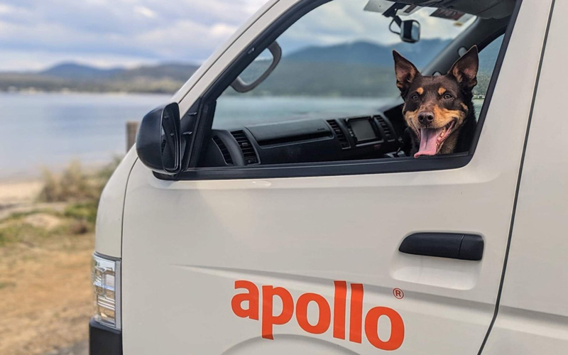 Cocoa sitting in passenger seat of Apollo campervan
