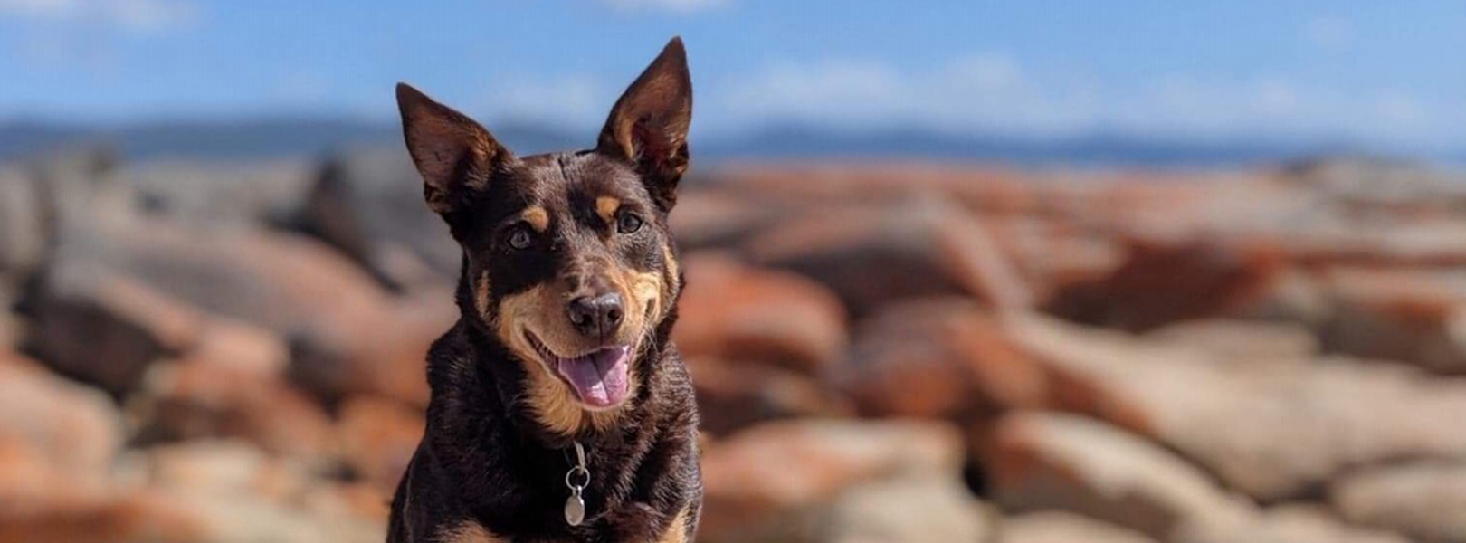 Cocoa sat on the rocks at Bicheno