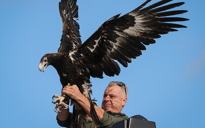 Craig Webb releasing an eagle