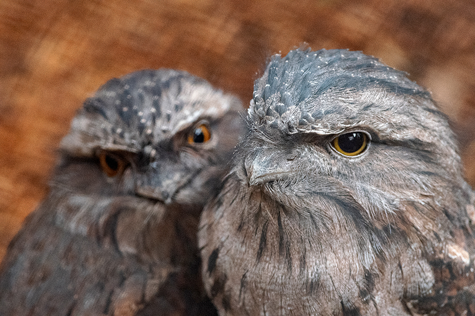 Two tawney frogmouth owls
