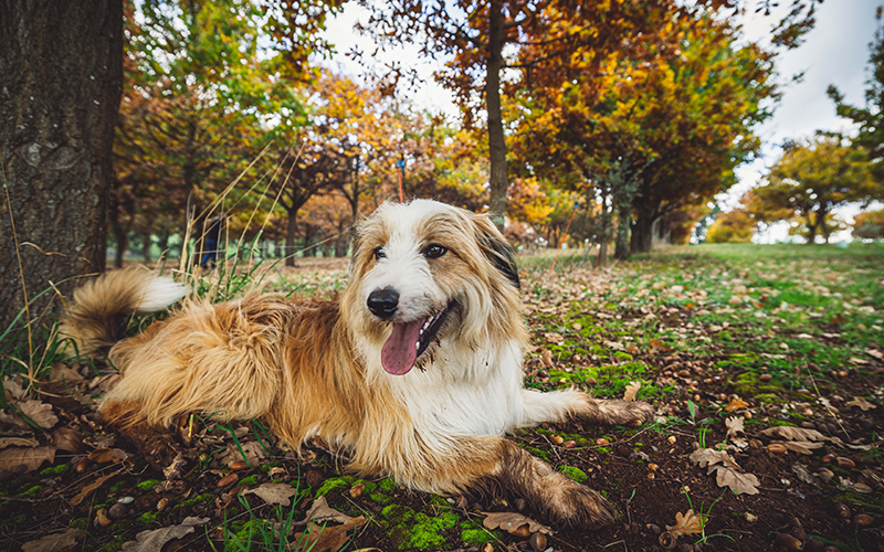 Dog sitting in the grass after hunting for truffles