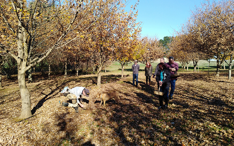 Farmer and tour group hunting for truffles