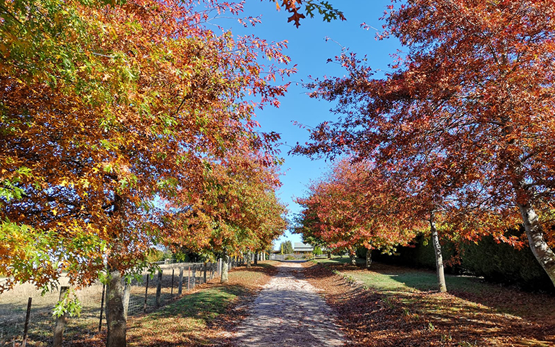Autumn leaves at The Truffledore