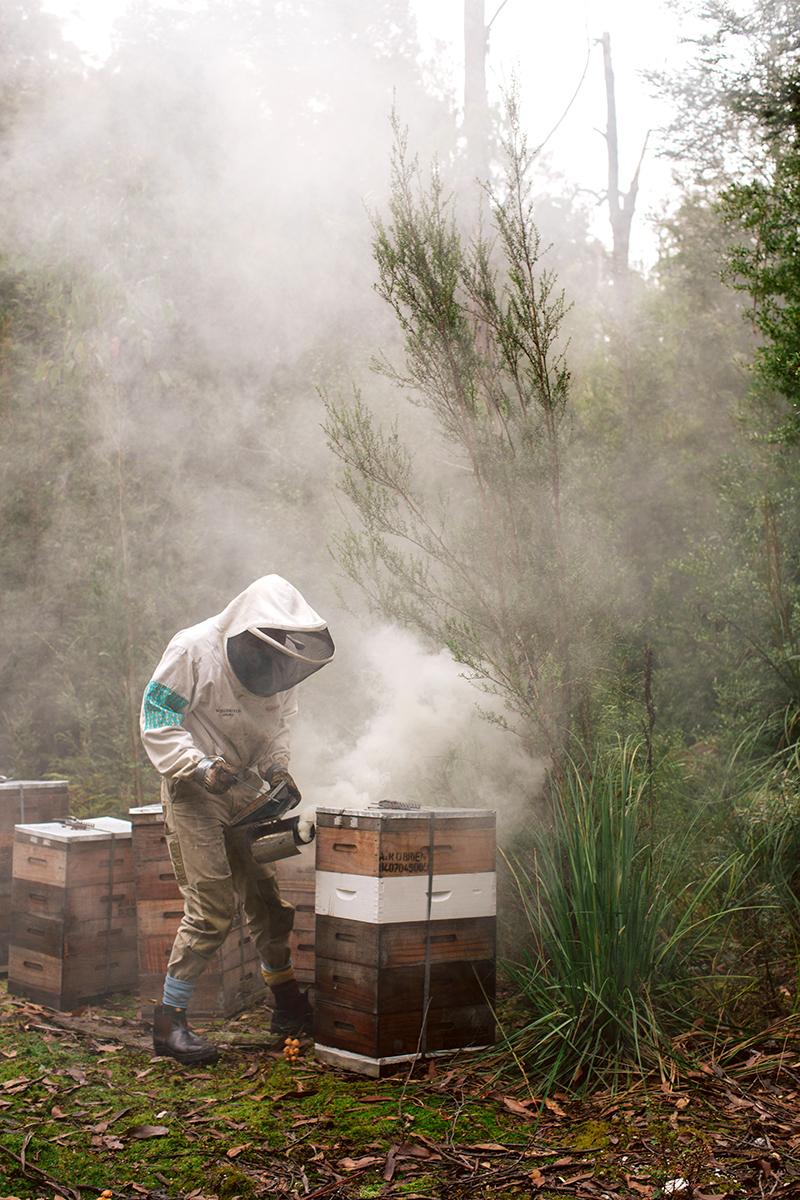 Beekeeper in beekeeping suit tending to a beehive