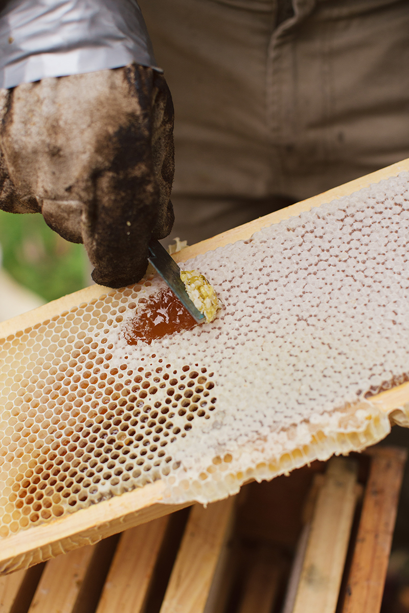 Beekeeper scraping honey off honeycomb