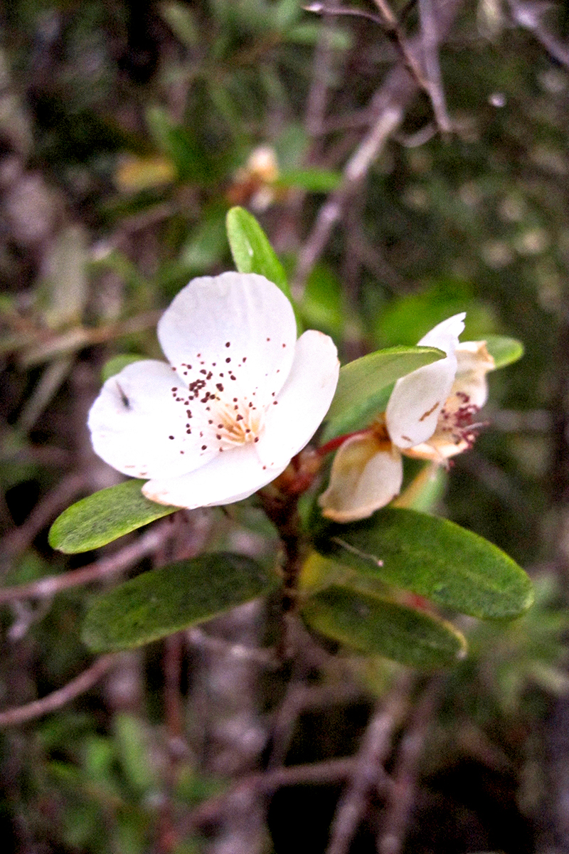 Leatherwood flower