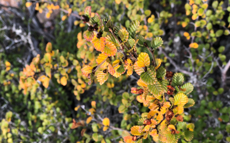 Fagus turns once a year