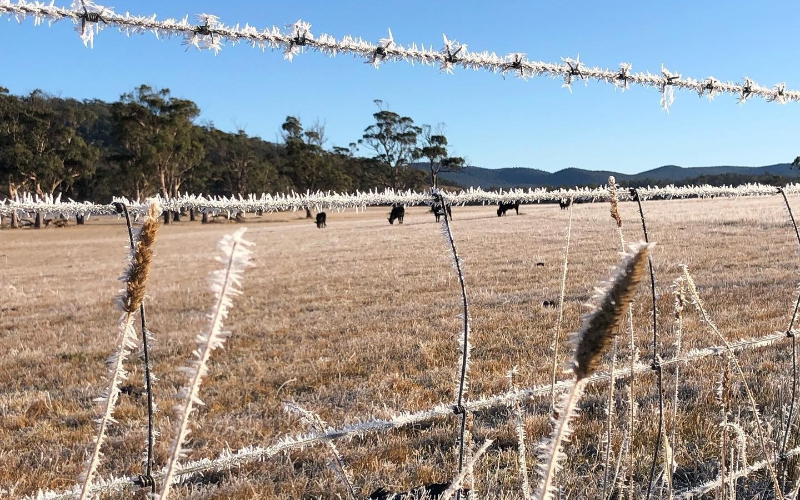 Frost setting on the fence and grains