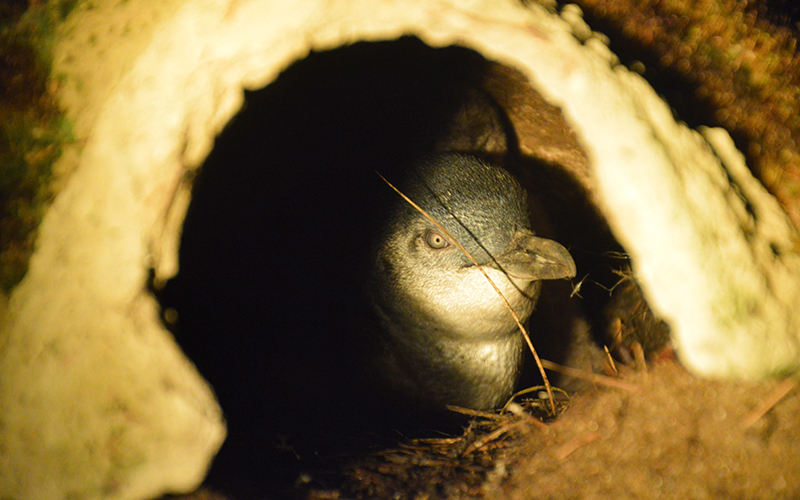 A penguin in its burrow
