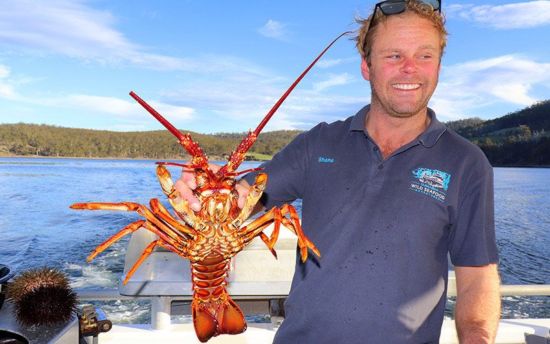 Skipper Shane Wilson with a cray fish from the sea.