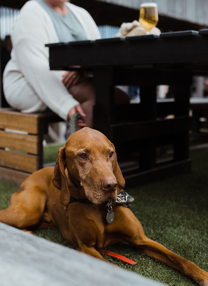 Dog relaxing in dining area
