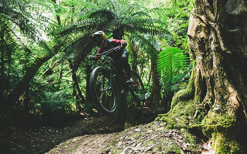 Mountain biking in Maydena