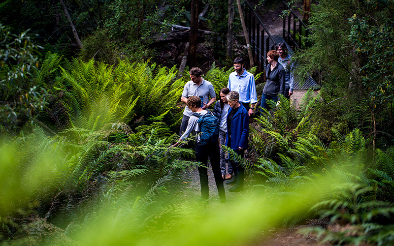 Small group walking in fern glade