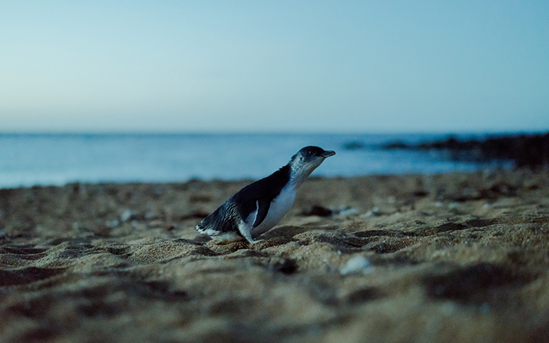 Penguin running onto the beach