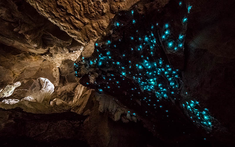 Blue glow worms in a cave