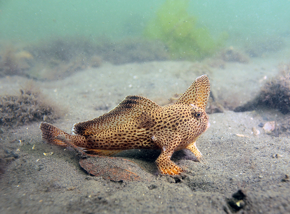 Spotted handfish walking on the ocean floor