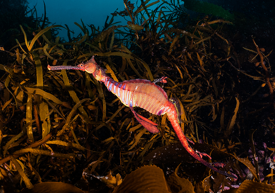 Weedy seadragon swimming amongst seaweed