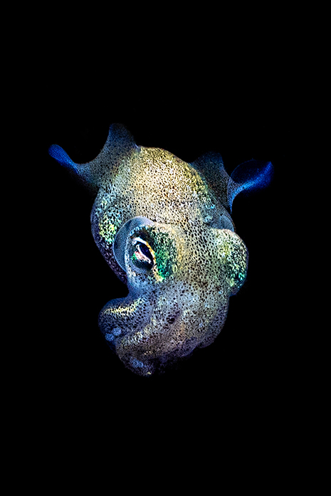 Bobtail squid
