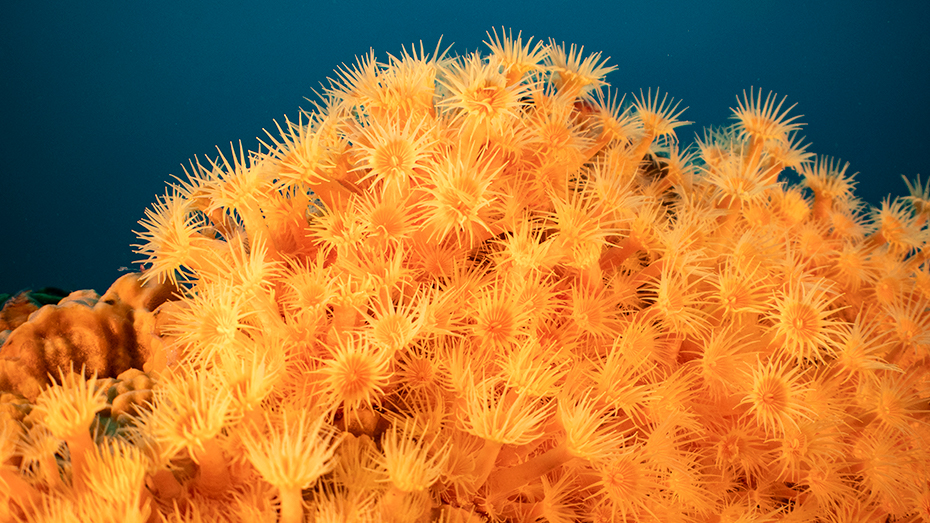 Bright orange zooanthids and coral