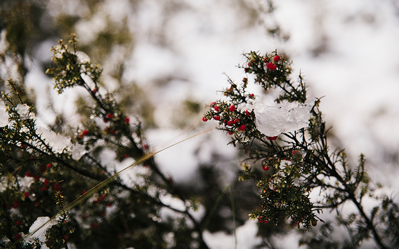 Native berries at snow on the Great Lake Circuit