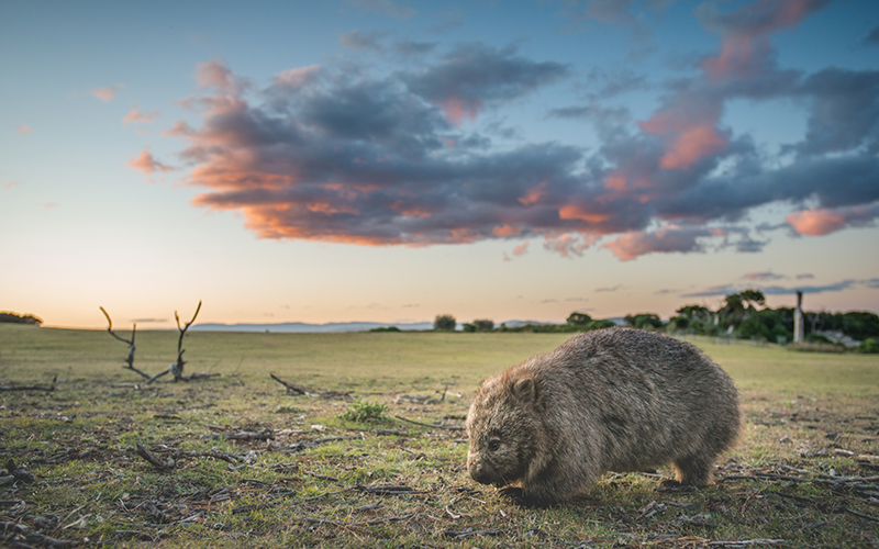 Wombat on Maria Island