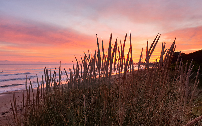 Sunset through the reeds at Buttons Beach in Ulverstone