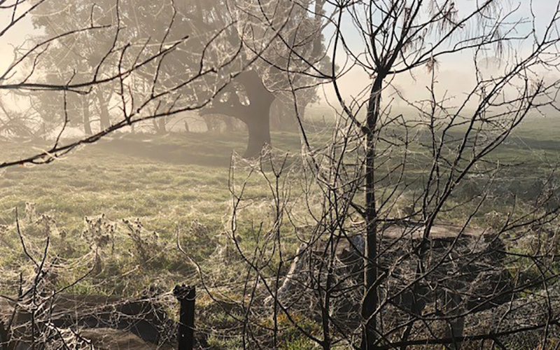Spider webs among branches at Caveside