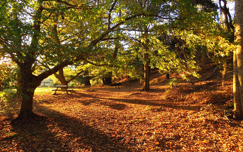 Autumn leaves at Lilydale Camping Ground
