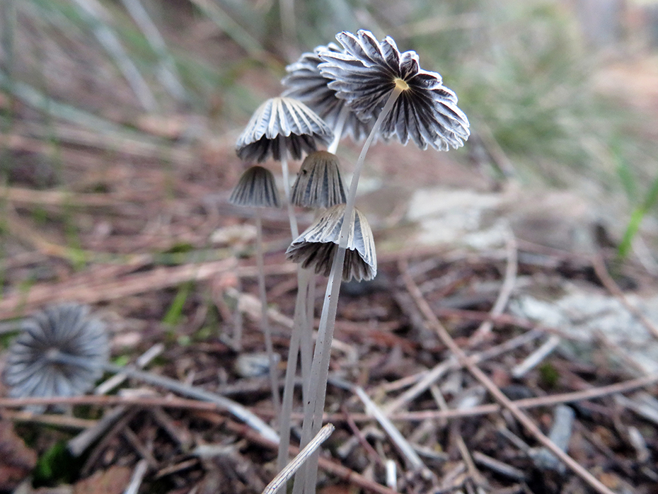 A grey pleated inkcap flower