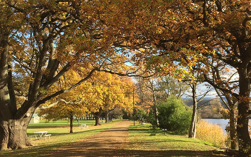 Autumn leaves in New Norfolk