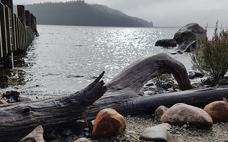 Stones and a fallen tree on the shore of Lake St Clair