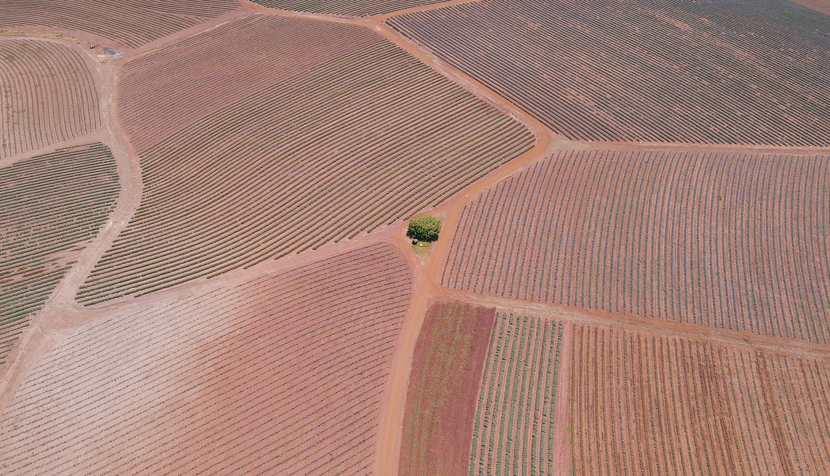 Arial snap of Bridestowe Lavender Estate