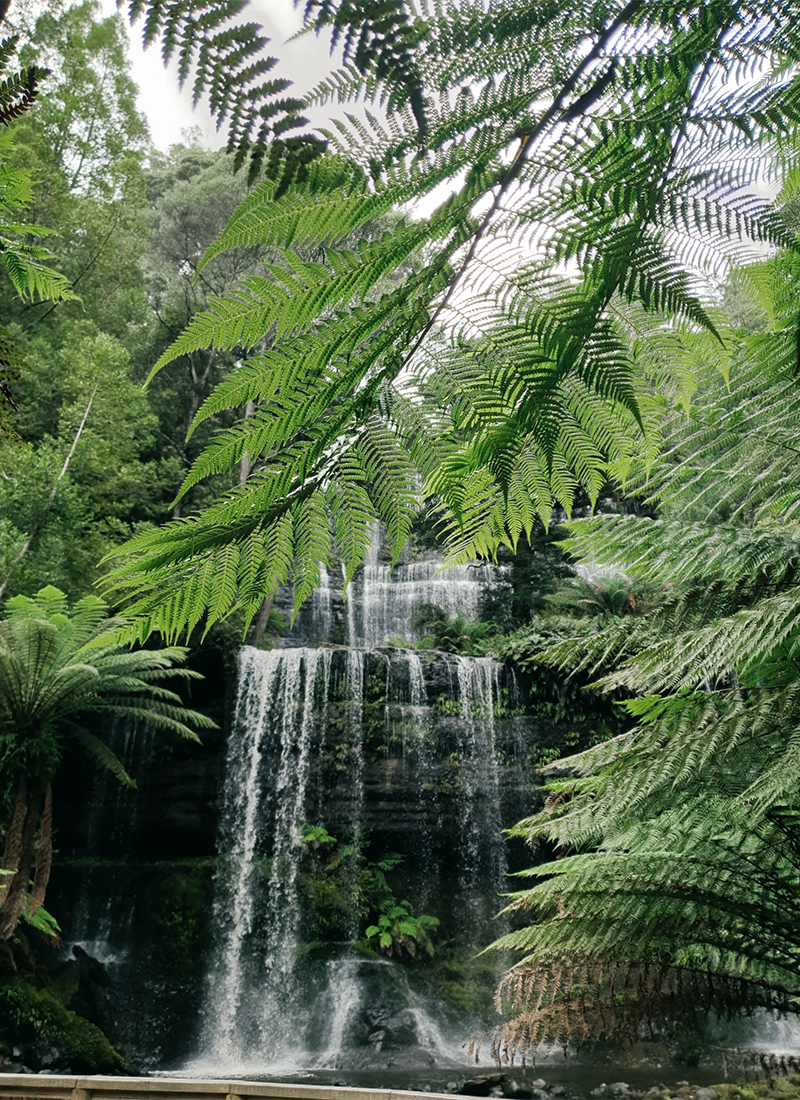 Shades of green at Russell Falls