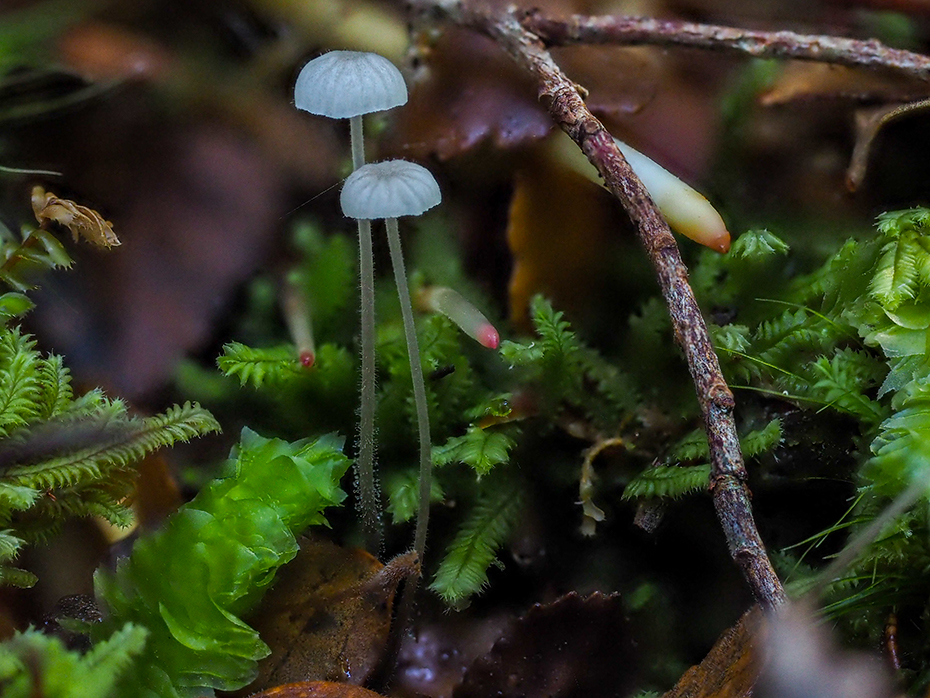 Tiny blue mushrooms in the forest