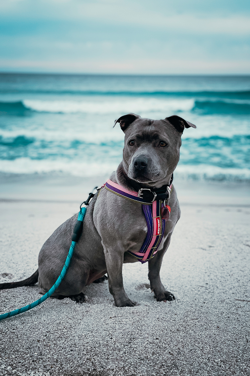 Grey staffy dog on beach at Bay of Fires