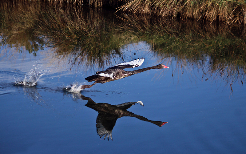 Black swan flying over Browns River in Kingston