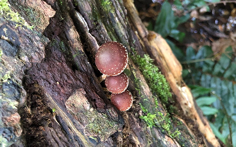 Brown mushrooms growing out of a tree in the forest