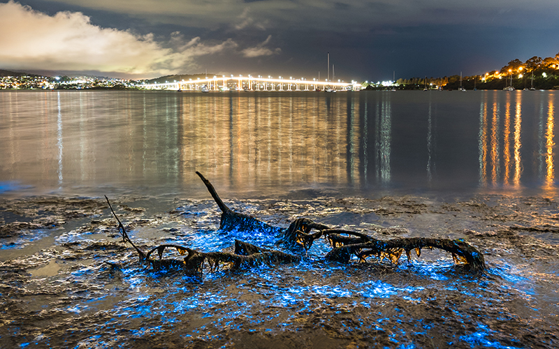 Blue bioluminescence with Derwent Bridge in background
