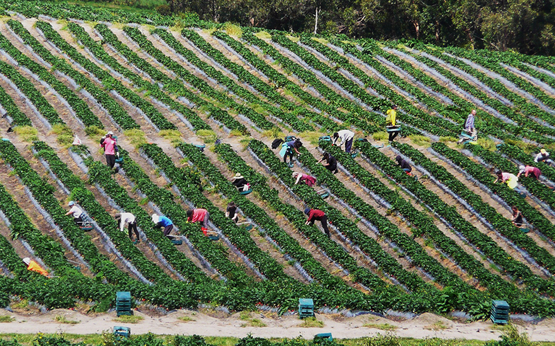 Berry picking in the Huon Valley