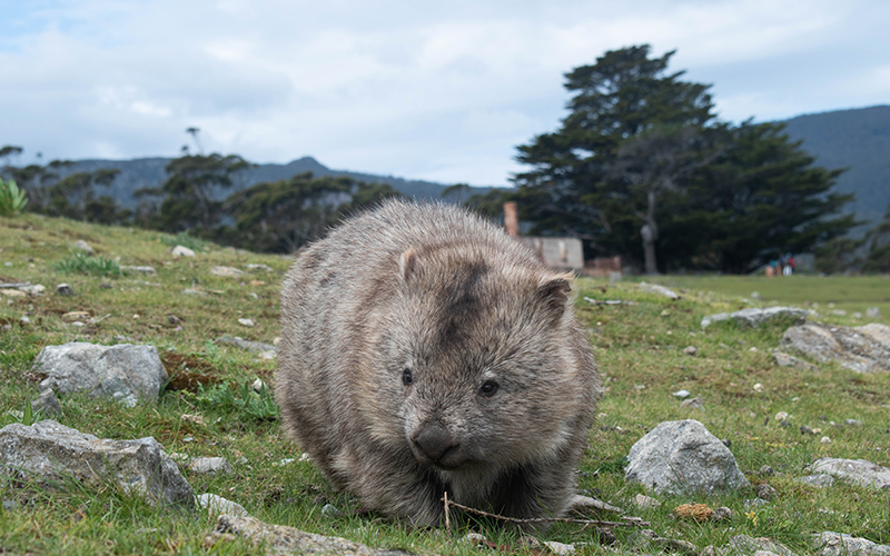 A wombat on Maria Island
