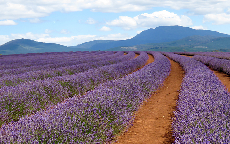 Rows of purple lavender at Bridestowe Lavender Farm
