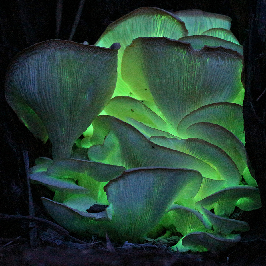 Green glow in the dark ghost fungus
