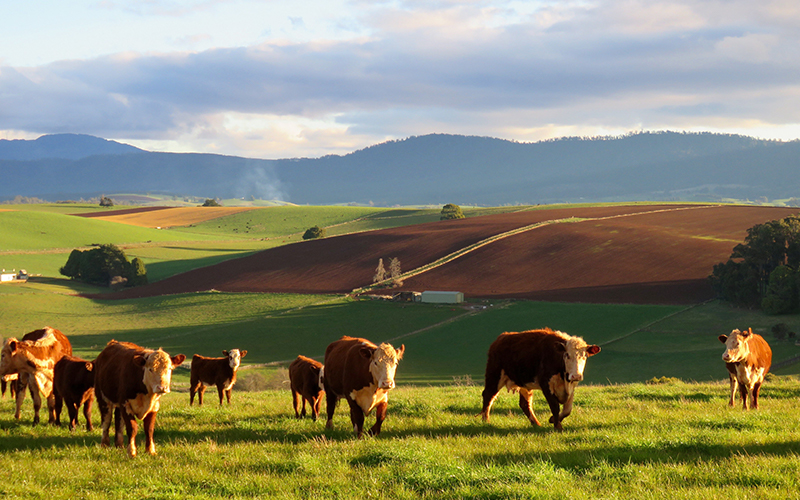 Brown cows walking in a green field
