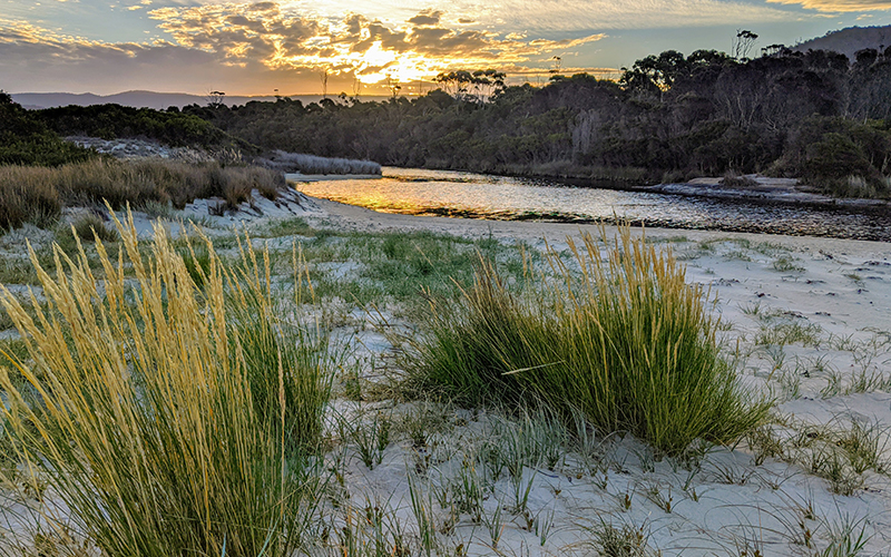Reeds and sand at Lagoons Beach