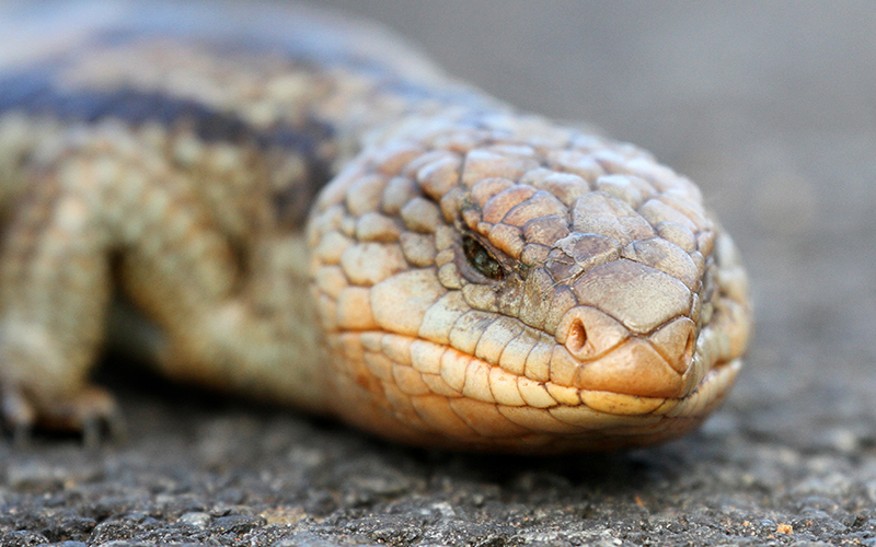 Blue-tounge lizard