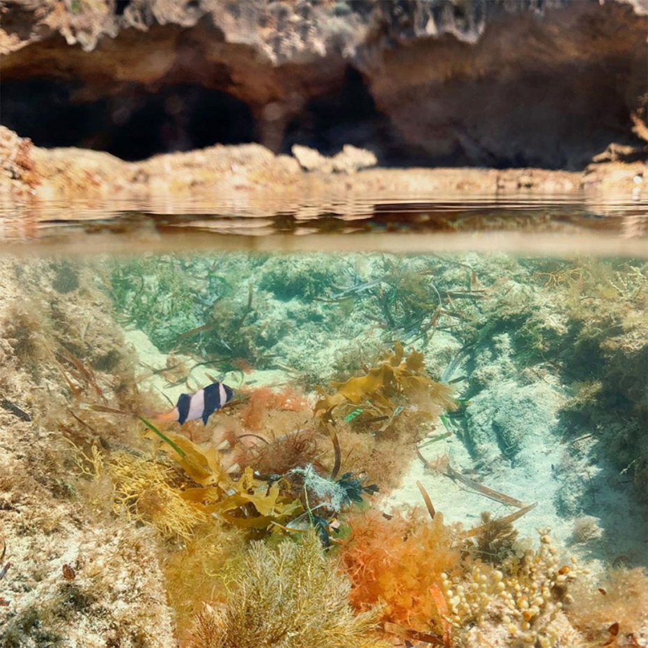 Underwater view of coral, seaweed and fish on Flinders Island
