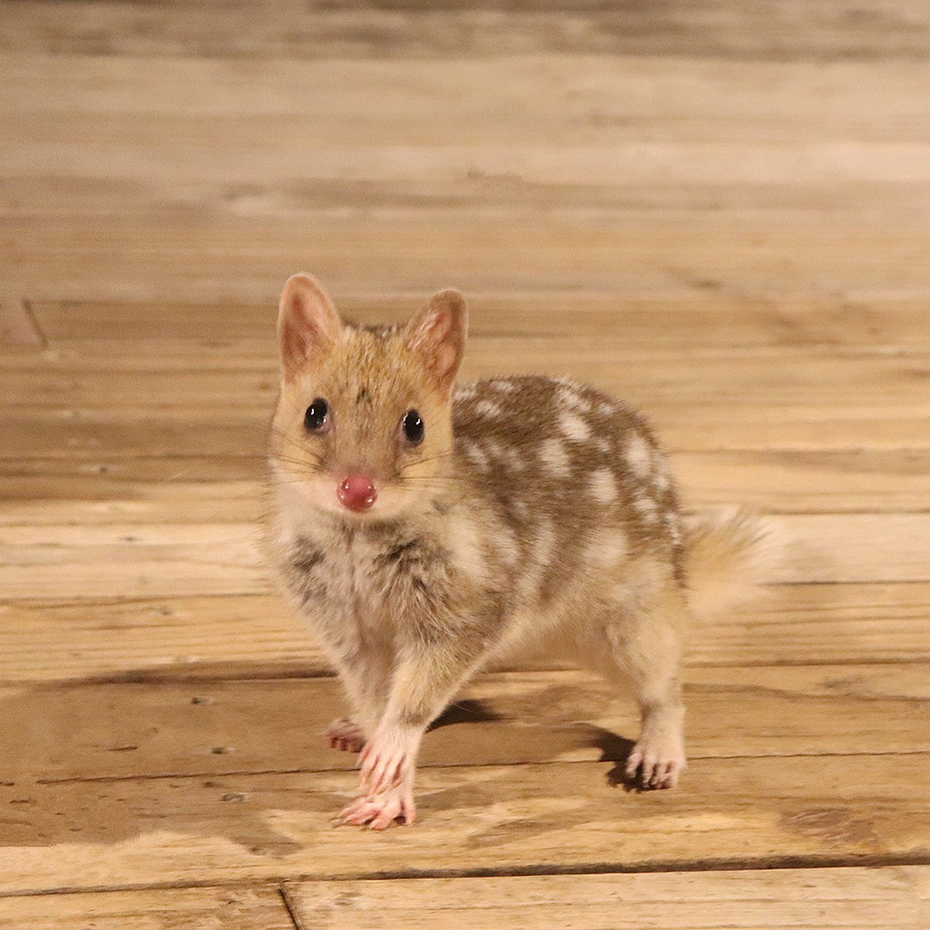Quoll on Bruny Island
